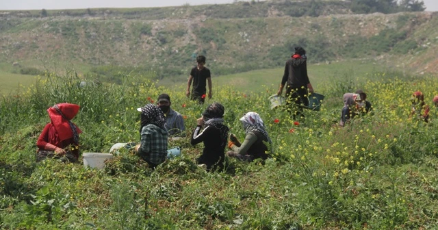 Virüse inat Çukurova'da üretim sürüyor