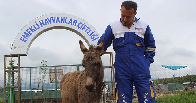Yavrusu köpeklere parçalatılan eşek yeni yuvasına yerleştirildi