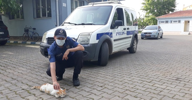 Yılan tarafından ısırılan kediye polis şefkati