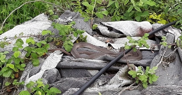 Yılanı deliğinden tatlı dille çıkartmaya çalıştı
