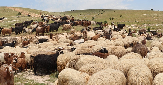 10 bin lira maaşla çalıştıracak çoban bulamıyorlar