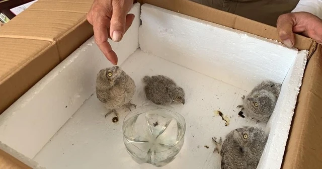 Aç ve susuz baykuş yavrularını mahalle muhtarı kurtardı
