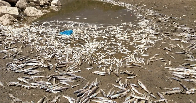 Adıyaman'da korkutan görüntü! Binlerce balık öldü
