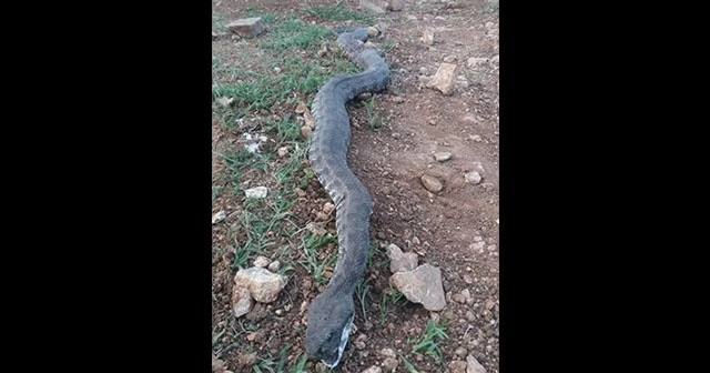 Ahıra girmek isteyen 3 metrelik engerek yılanı öldürüldü