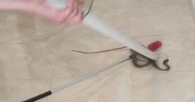 Apartmana giren yılan itfaiye ekiplerince çıkarıldı