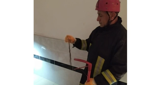 Apartmanda yılan paniği