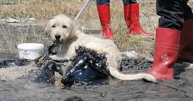 Boş araziye döktükleri ziftle hem çevre hem de köpek katili oldular