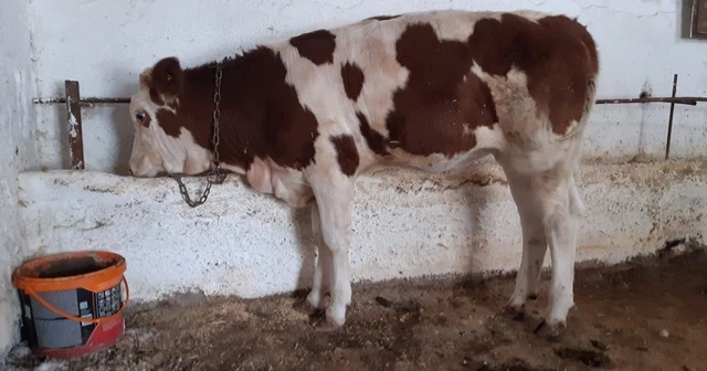 Böyle unutkanlık görülmedi