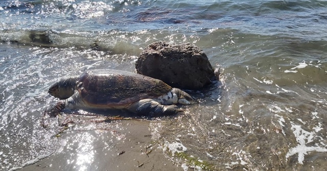 Çanakkale’de ölü caretta caretta sahile vurdu