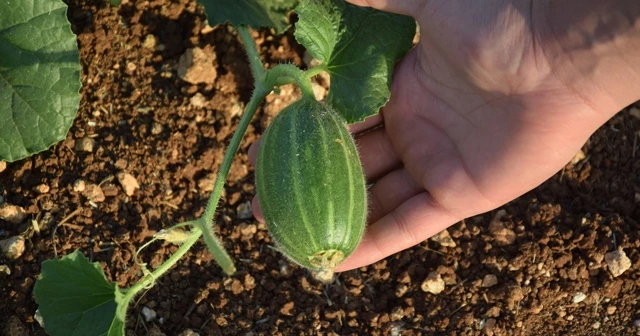 Dışı karpuz, içi kavun, tadı salatalık gibi