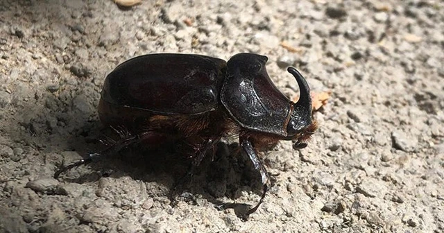 Elazığ’da gergedan böceği görüntülendi