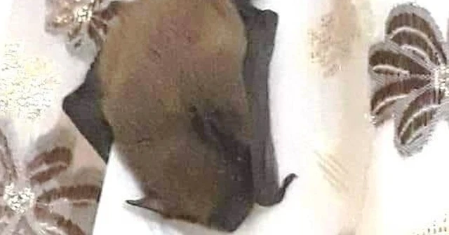 Eve giren yarasa korkuya neden oldu