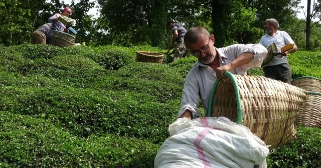 Fındığın başkenti Ordu’da çay hasadı başladı