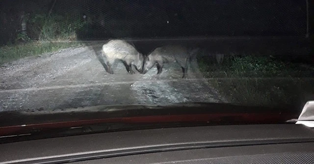 Gece önlerine çıkan domuz sürüsünü böyle görüntülediler