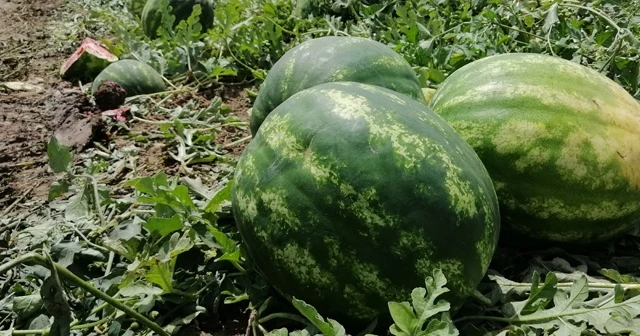 Geçen yıl üreticisini üzen karpuz bu sene güldürdü