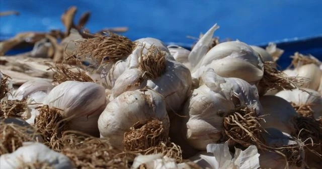 Kastamonu'da sarımsak üreticileri güneşe hasret