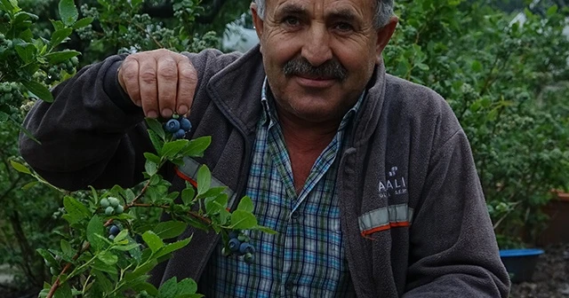 Kilosu 50 lira olan meyve daha toplanmadan dalında satılıyor