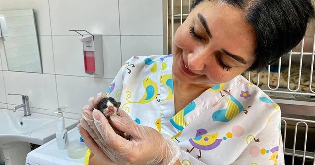 Kısırlaştırmaya götürülen kedi doğum yaptı! Yavrusu 10 santim ve 10 gram doğdu