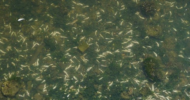 Küçükçekmece Gölü’nde balık ölümleri sonrası harekete geçildi