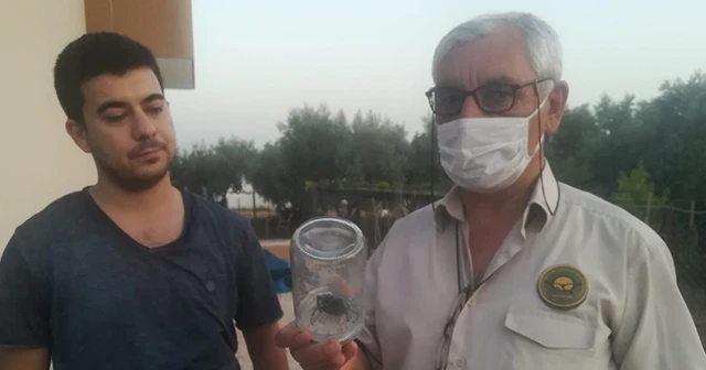 Nadir görülen geyik böceği Osmaniye’de ortaya çıktı