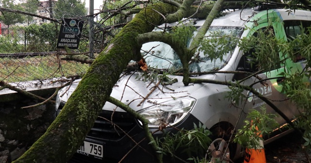 Sakarya’da park halindeki aracın üzerine ağaç devrildi