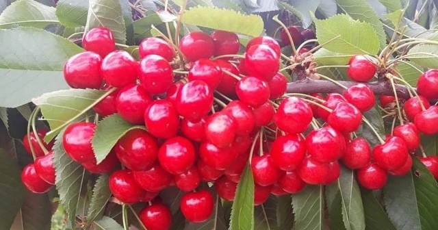 Şaphane kirazı toptancıda 2 TL, markette 8 TL 95 kuruş