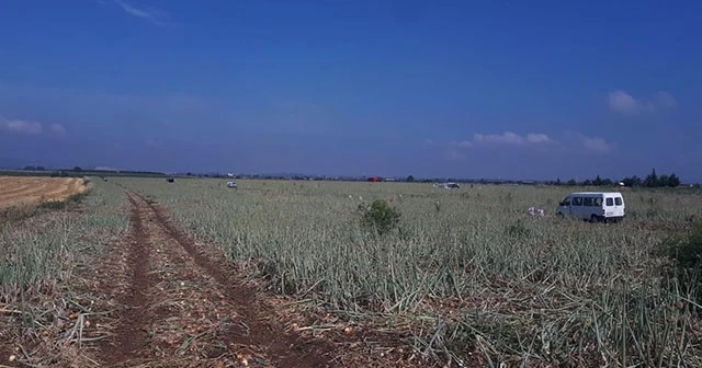 Satamadıkları soğanları yoldan geçenlere bedava dağıttılar