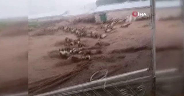 Sel suları koyunları böyle sürükledi