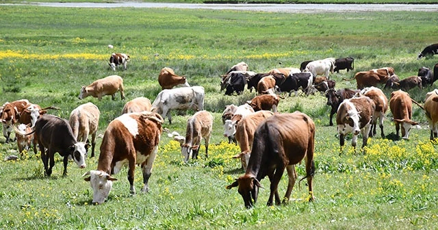 Terörün kökü kazındı, yaylalar şenlendi