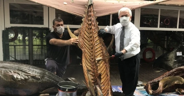 Türkiye Deniz Canlıları Müzesi'nde mumyalanmış balıklara bakım yapıldı