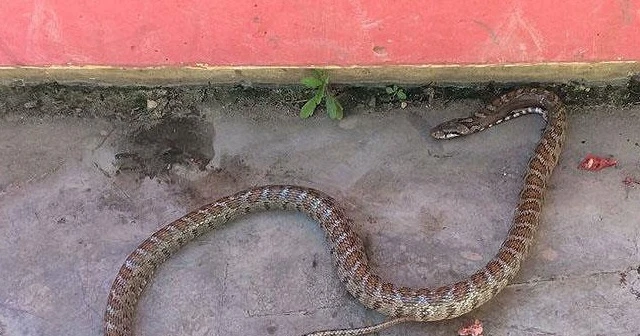 Ülke genelindeki yılan paniği