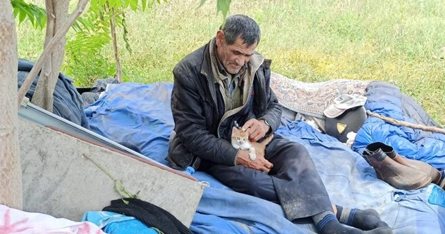 Yanında gezdirdiği kedi yavrularına babalık yapıyor