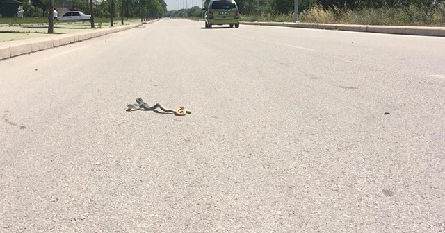 Yılanlar havaların iyice ısınmasıyla ortaya çıkmaya başladı