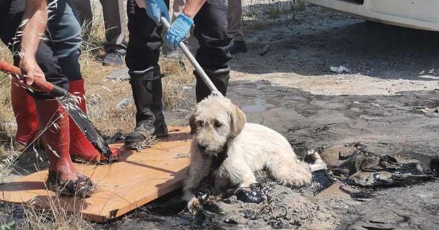 Zifte yapışan köpek için ekipler seferber oldu