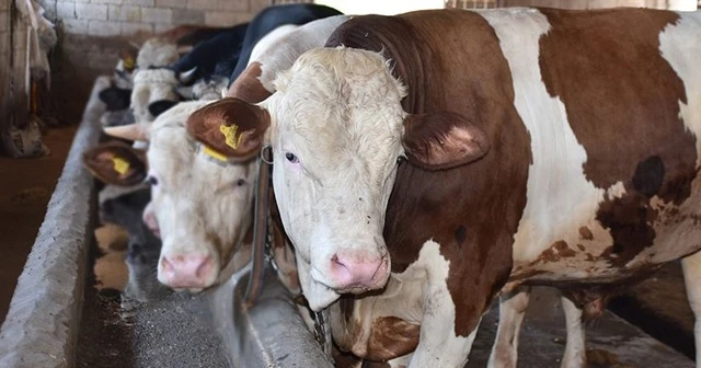 1 ton 200 kilogramlık 'Paşa' alıcısını bekliyor
