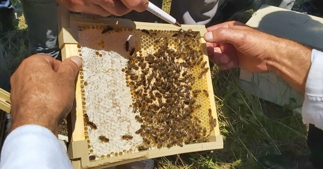 Artvin’de sezonun ilk bal hasadı yapıldı