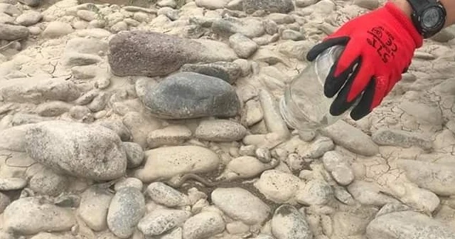 Bahçede bulunan engerek yılanı tekrar doğaya salındı