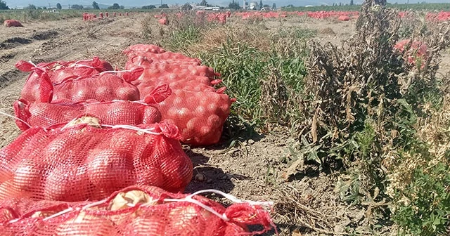 Binlerce dönüm soğan bedava dağıtıldı