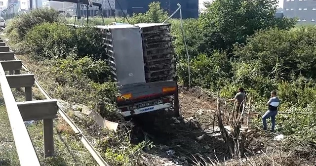 Binlerce tavuk telef oldu