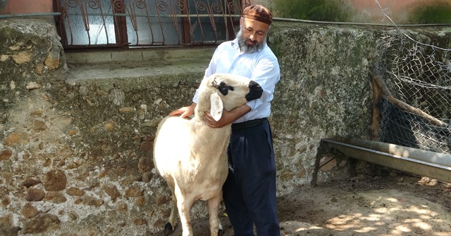 Bu koç, kilo ve fiyatta akranlarını üçe katladı