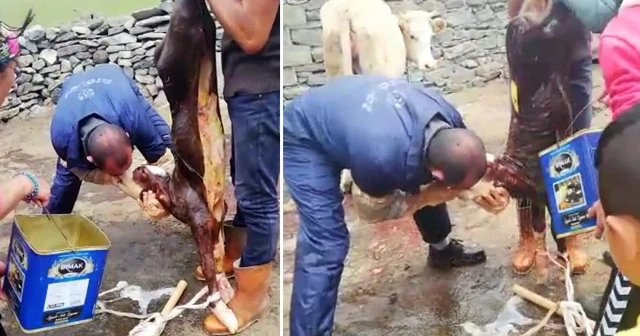 Buzağıyı suni teneffüs yaparak kurtardı