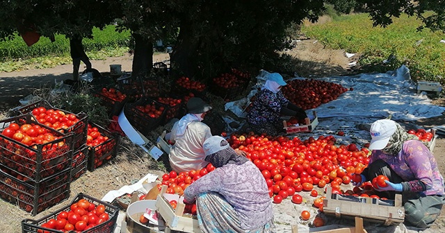 Çanakkale Domatesi tarlada kaldı