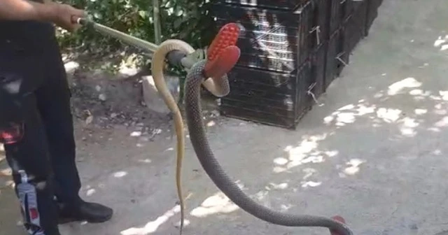 Depodan çıkan yılan doğaya salındı
