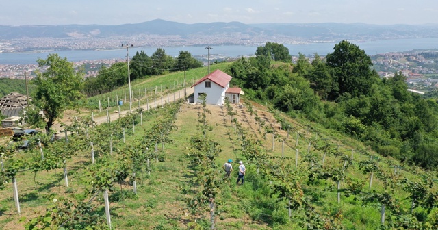 Emekli işçi, hibe desteği ile boş arazisine diktiği kivilerden 50 ton ürün aldı