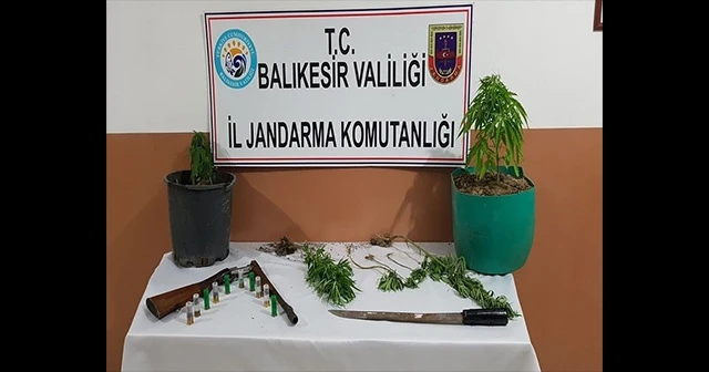 Erdek'te 8 kök kenevir ele geçirildi