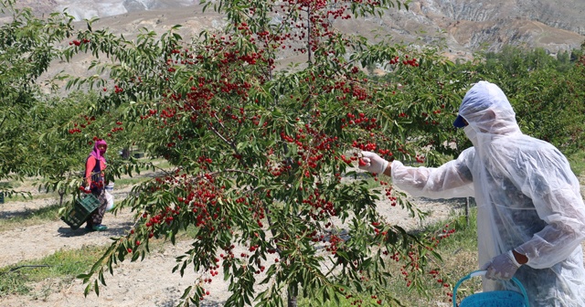 Erzincan’da 95 ülkeye vişne ihracatı