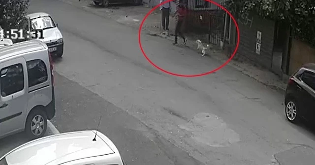 Evin bahçesindeki köpeklerin böyle çaldılar