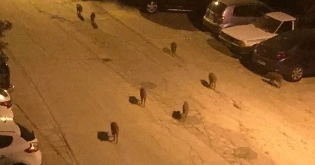 Evlere kadar inen domuzlar için sürek avı izni verildi