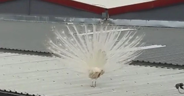 Fabrikanın çatısına tavus kuşu kondu, görenler hayretler içinde kaldı