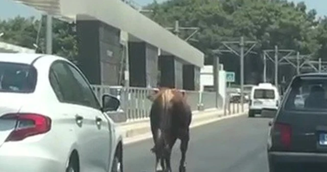 Firari danalar araç trafiğine karıştı